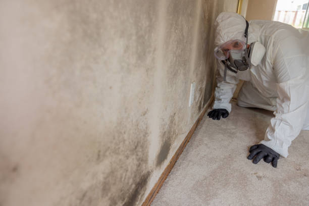 Mold Remediation for Rental Properties